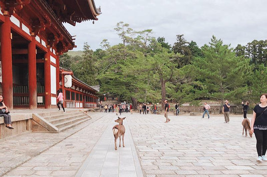 コロナ禍の観光客減でシカが痩せている？