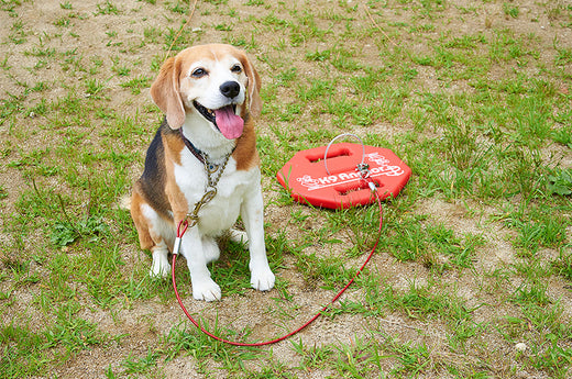 アウトドアの季節♪キャンプ場でも愛犬の放し飼いは禁止...簡単にリードを固定するには？