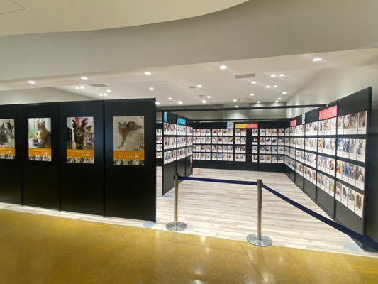 『ねこにすと43～都心猫篇』新宿マルイ本館にて開催中です♪