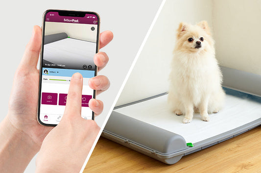 ブリリアントパッドのアプリ機能を活用しよう