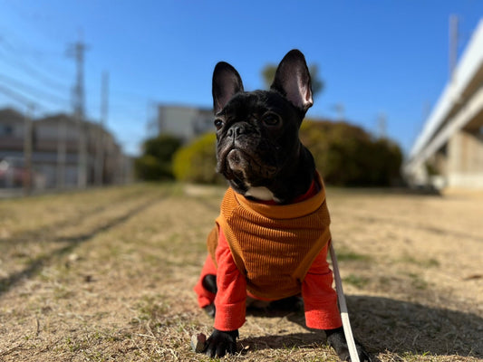 愛犬の寒さ対策！冬場のお洋服やお散歩のポイントは？