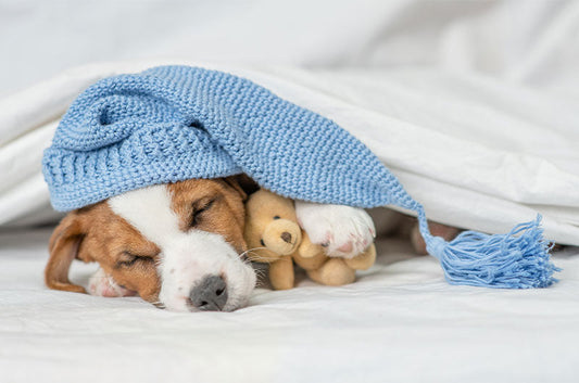 どんな気持ちで寝ているの？愛犬の寝相からわかることとは