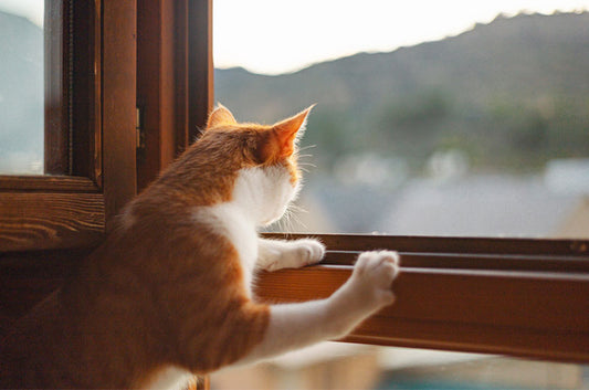 外に出さなくても外気浴！猫ちゃんが喜ぶキャティオのつくり方と注意点