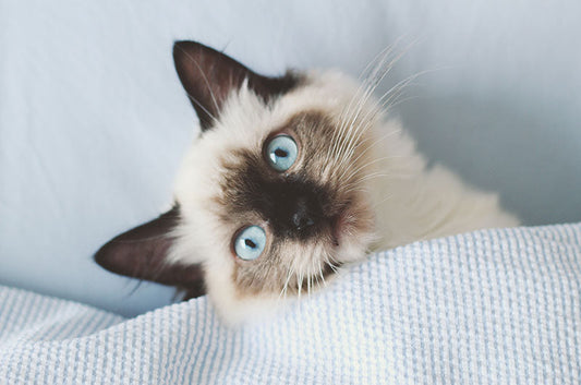 猫にもマイクロチップは必要？装着後のメリットや手続きとは