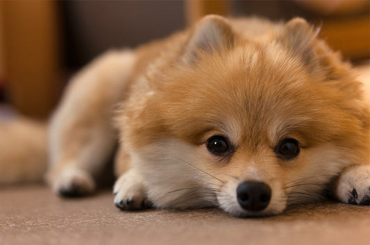 犬の自傷行為はなぜ起こる？暇つぶし？原因と今すぐできる対策を解説