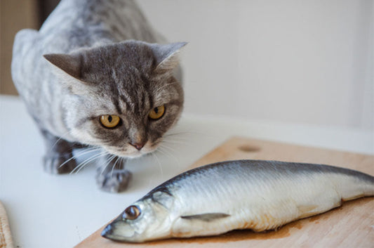 猫=魚好きのイメージは正しい？実際のところを調べてみた