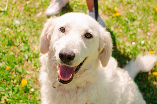動物病院で出会った！ちょっと珍しい犬種たちをご紹介