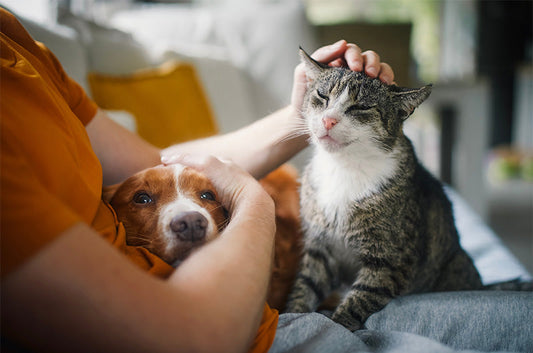 動物看護師が感じた犬・猫が長生きする共通点とは？健康寿命を延ばすためにできること