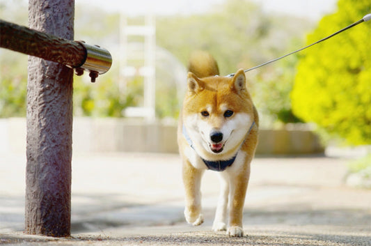 クン活は愛犬のお楽しみタイム！メリットや注意点を解説
