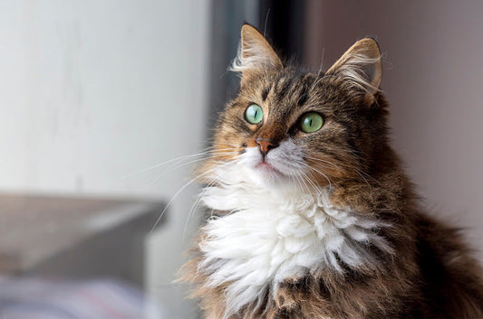 動物病院で長毛猫ちゃんをトリミング！流れや費用はどうなるの？