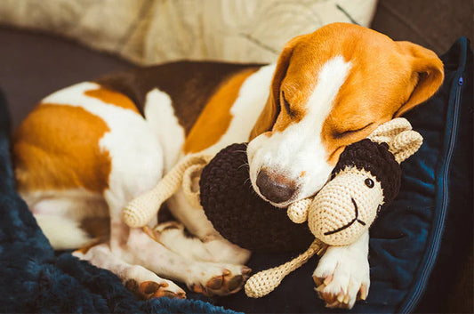 愛犬の適切な睡眠時間！夢を見たりうなされることはある？