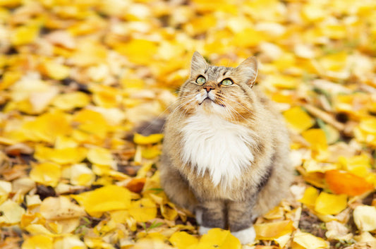 【猫と季節の花】猫がいてもコスモスを飾って大丈夫？秋に楽しめる花と注意したい植物
