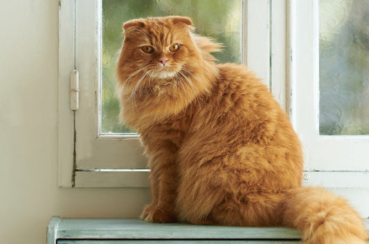 モフモフ！体が大きくなる猫ちゃんの飼育ポイントはどこにある？