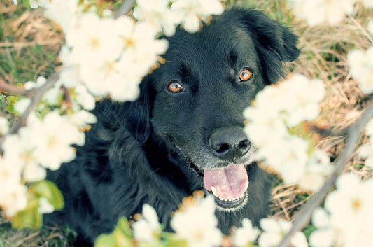 黒い犬差別？“Black dog syndrome”ブラックドッグシンドローム