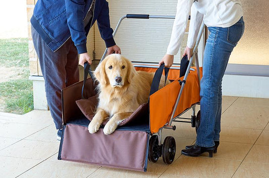 犬の介護について知っておくべきワード