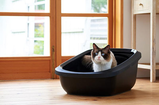 猫のサインから選ぶ理想のトイレ