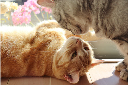 猫の乳腺腫瘍はほぼ悪性？予後や治療の方法とは
