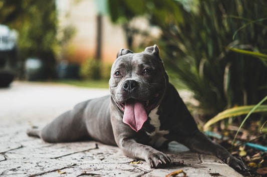 車酔いは治らない？ペットとドライブを楽しむ方法とは