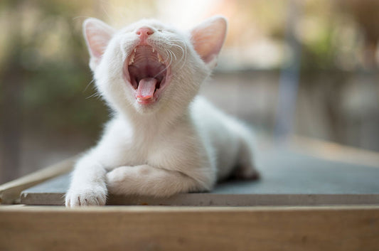 猫種でちがう？動物病院での処置の受け方と性格の違い
