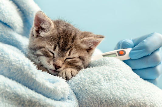 愛猫が発熱！自宅でできるお熱の測り方や発熱の原因とは？