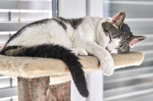 猫がキャットタワーから落ちる理由と飼い主が出来ること