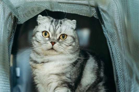 猫の防災グッズ、何を準備する？もしもの災害に備えよう