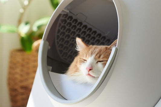 猫トイレの洗いすぎ！？ニオイがないのは猫にとって死活問題！