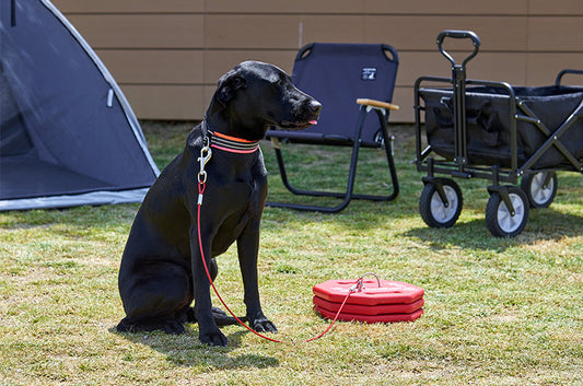その発想はなかった！便利すぎる犬用アイディアグッズ特集