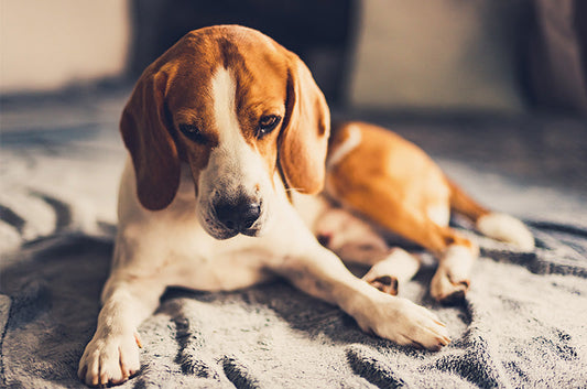 犬の分離不安は治せる病気？対策や治療の方法とは