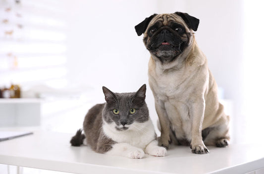 現役動物看護師が答えます！動物病院で多い質問とは？