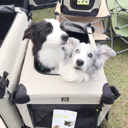 第16回 DOGGYM SHAKE! DOG DANCE COMPETITION に出店しました !