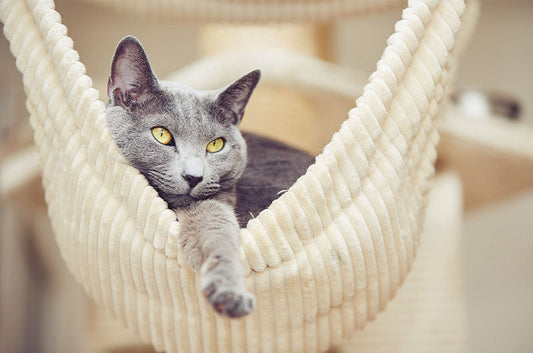 猫ちゃんにとって安全な素材・危険な素材とは？