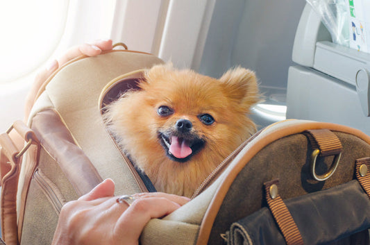 ペットとお出かけ！電車や新幹線など公共交通機関のルールは？
