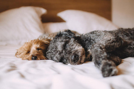 犬のフィラリア症、感染率はどれくらい？もしも感染してしまった時は？