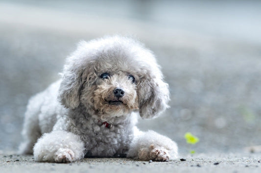 犬のフィラリア予防、病気の実態や飲み忘れ時の対応方法とは