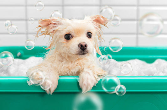 愛犬のベストシャンプー！皮膚の状態を知って選んであげよう