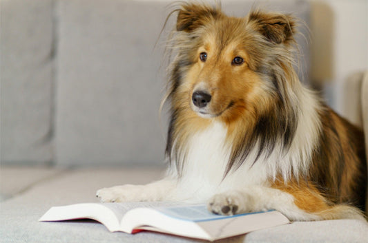 心震える、犬が活躍するおすすめ小説3選