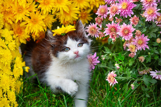 【猫と季節の花】猫にひまわりは安全？夏の花で注意したい植物とお盆の仏花対策