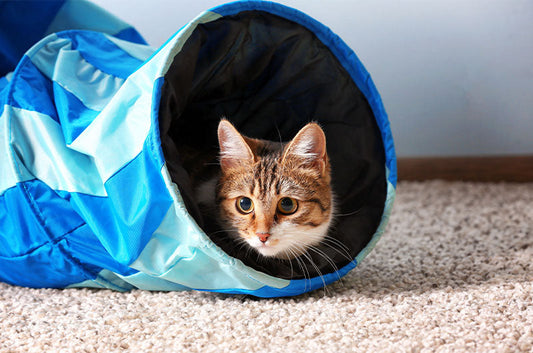 初心者が失敗しやすい猫用品の選び方。「危険」「使ってくれない」を回避するポイント