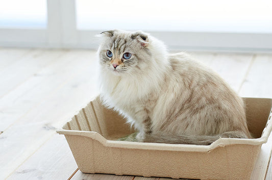 普通のダンボールじゃない！？お掃除不要で清潔が叶う使い捨てトイレ『ECO CAT TRAY』