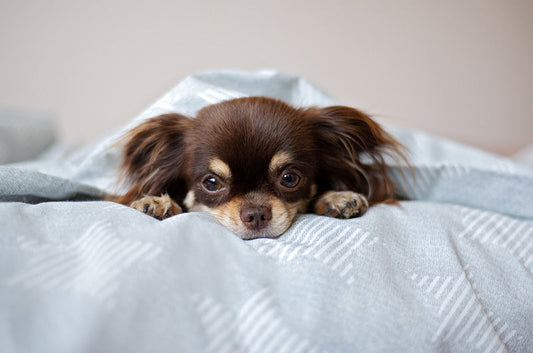 愛犬は入院生活をどう過ごす？1日の過ごし方や夜間の対応とは