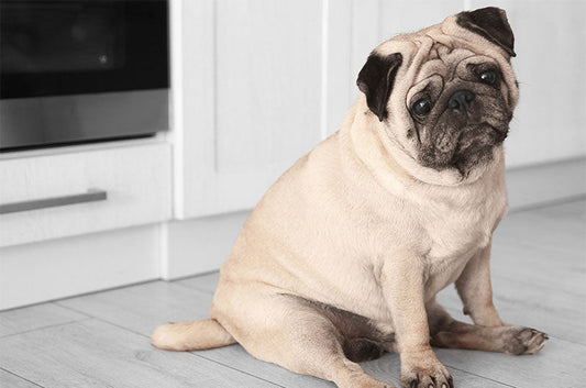 犬の膀胱結石は溶かせる？症状や治療の方法とは