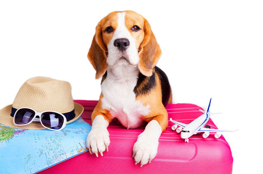 犬見知りの愛犬と旅行！安心して泊まれるホテル・旅館厳選5選！
