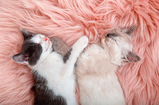 【猫の多頭飼い】健康管理のポイントとは？食事管理や病気予防のコツを解説