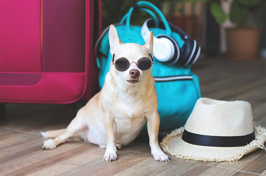 愛犬といざ海外へ！必要な手続きや準備期間について解説します