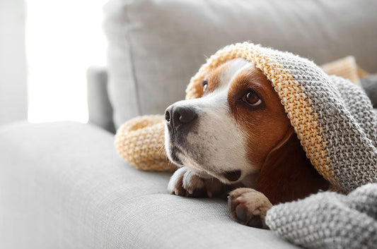 愛犬が熱っぽい？体温測定の仕方や発熱の原因とは？
