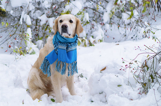 愛犬と過ごす冬がやって来る！ケージやクレートの寒さ対策とおススメの寝床♪