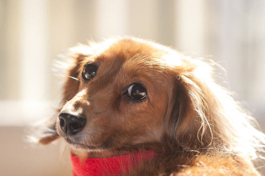 元気なシニア期を過ごすために。ワンちゃんの食事は何を意識する？