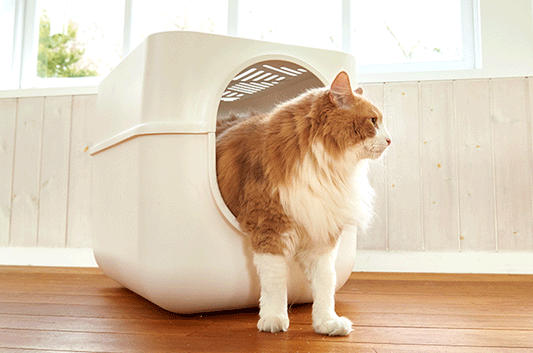 大型猫や多頭飼いに超大型フード付き猫トイレ『ギガトレー』をおすすめする理由