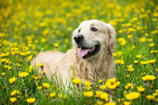 春の健康診断！メリットや受診すべき愛犬の目安は？
